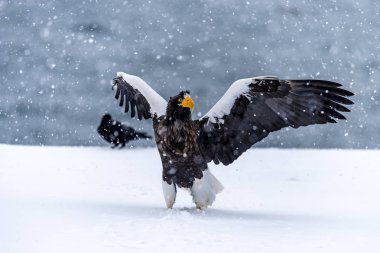 Japon Hokkaido, Shiretoko 'daki Rausu yakınlarında kardaki yırtıcı Steller Deniz Kartalı..
