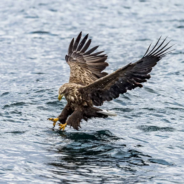 Λευκός Talied Sea Eagle Στο Χιόνι Κοντά Στο Rausu Στο — Φωτογραφία Αρχείου