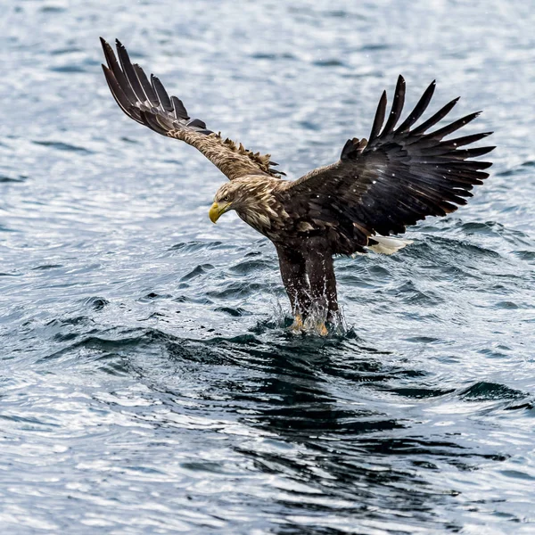 Λευκός Talied Sea Eagle Στο Χιόνι Κοντά Στο Rausu Στο — Φωτογραφία Αρχείου