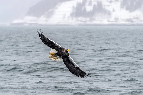 Predatory Stellers Sea Eagle Neve Perto Rausu Shiretoko Hokkaido Japão — Fotografia de Stock