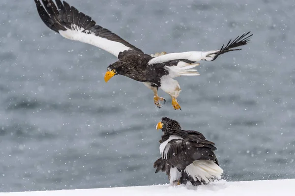 Predatory Stellers Sea Eagle Neve Perto Rausu Shiretoko Hokkaido Japão — Fotografia de Stock