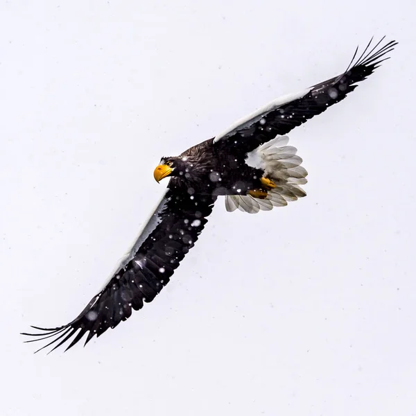 Predatory Stellers Sea Eagle Neve Perto Rausu Shiretoko Hokkaido Japão — Fotografia de Stock