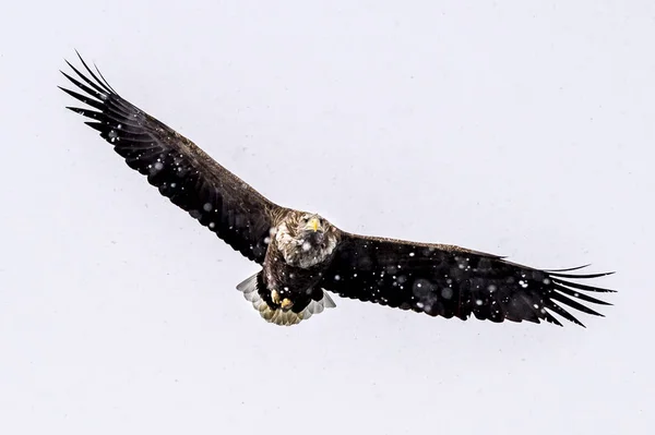 Águila Blanca Nieve Cerca Rausu Shiretoko Hokkaido Japón — Foto de Stock