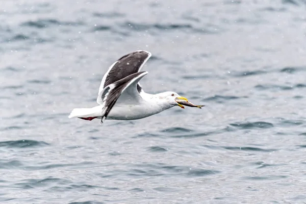 Predatory Seagulls Snow Rausu Shiretoko Hokkaido Japan — Stock Photo, Image
