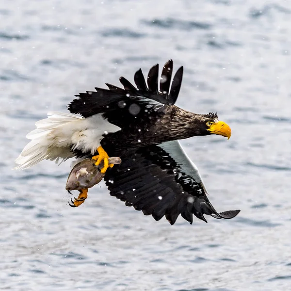 Predatory Stellers Sea Eagle Neve Perto Rausu Shiretoko Hokkaido Japão — Fotografia de Stock