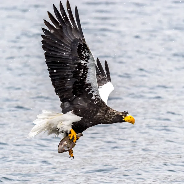 Predatory Stellers Havørn Sneen Nær Rausu Ved Shiretoko Japans Hokkaido - Stock-foto