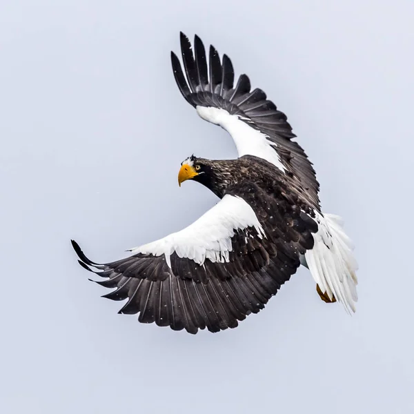 Predatory Stellers Sea Eagle Nieve Cerca Rausu Shiretoko Hokkaido Japón — Foto de Stock