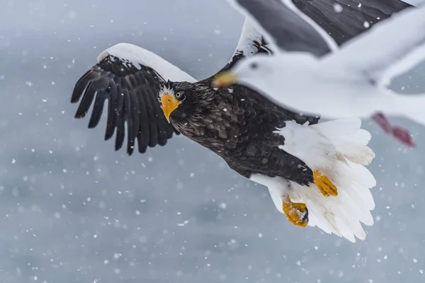 Predatory Stellers Sea Eagle Neve Perto Rausu Shiretoko Hokkaido Japão — Fotografia de Stock