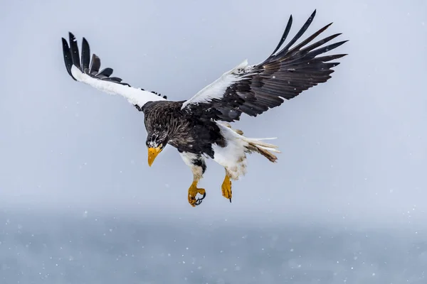 Predatory Stellers Sea Eagle Neve Perto Rausu Shiretoko Hokkaido Japão — Fotografia de Stock