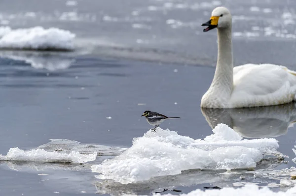 北海道 知床の屈斜路湖の白鳥との共演 — ストック写真