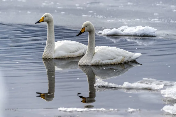 北海道 知床の屈斜路湖の白鳥 — ストック写真