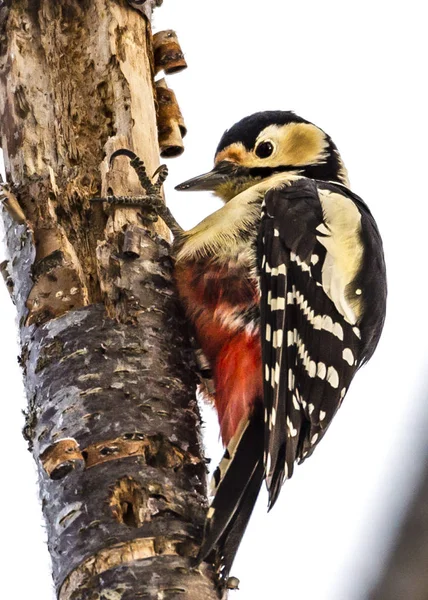 Flameback Med Svart Rumpa Nära Shiretokos Sjö Hokkaido Japan — Stockfoto