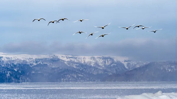 北海道 知床の屈斜路湖の白鳥 — ストック写真