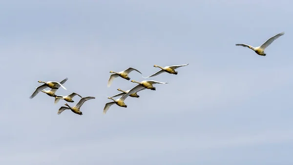 日本北海道什里托科湖的天鹅群 — 图库照片