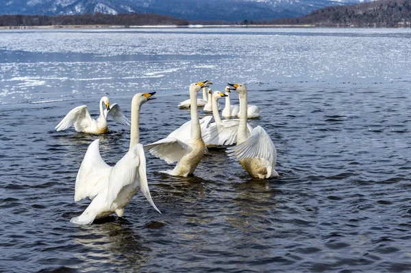 北海道 知床の屈斜路湖の白鳥 — ストック写真