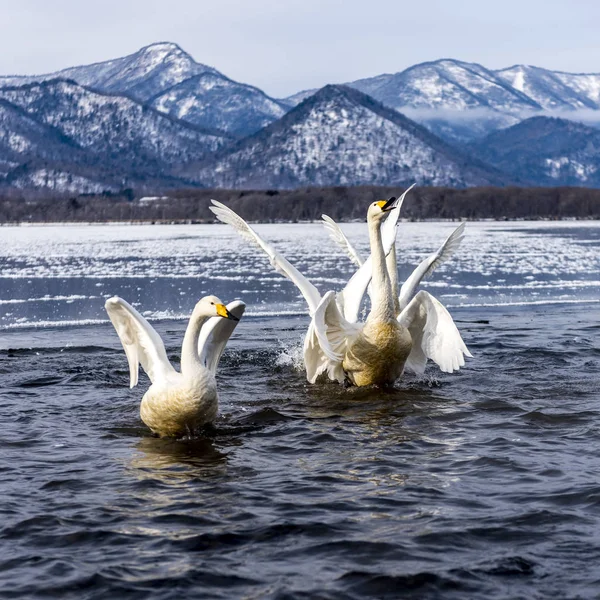 北海道 知床の屈斜路湖の白鳥 — ストック写真
