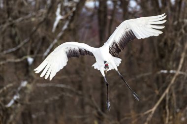 Japonya, Hokkaido 'nun Tsurui Ito Tancho Crane Senctuary' deki kırmızı taçlı turna..