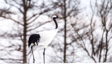 Japonya, Hokkaido 'nun Tsurui Ito Tancho Crane Senctuary' deki kırmızı taçlı turna..