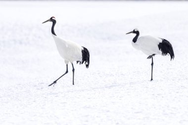 Japonya, Hokkaido 'nun Tsurui Ito Tancho Crane Senctuary' deki kırmızı taçlı turna..