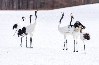 Japonya, Hokkaido 'nun Tsurui Ito Tancho Crane Senctuary' deki kırmızı taçlı turna..