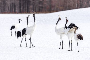 Japonya, Hokkaido 'nun Tsurui Ito Tancho Crane Senctuary' deki kırmızı taçlı turna..