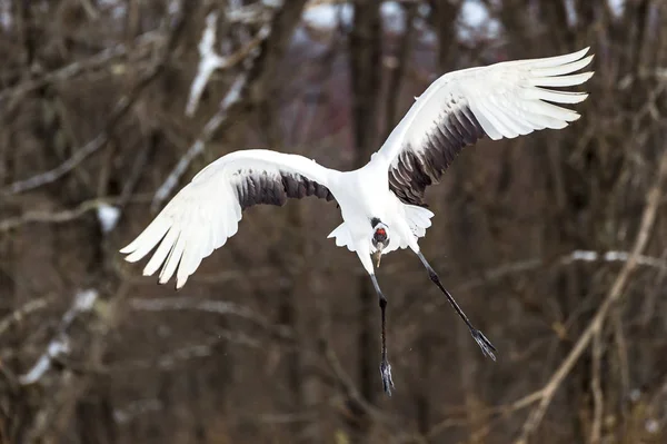 Der Rotgekrönte Kranich Tsurui Ito Tancho Kranich Senctuary Von Hokkaido — Stockfoto