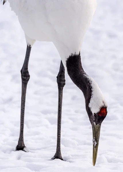 Der Rotgekrönte Kranich Tsurui Ito Tancho Kranich Senctuary Von Hokkaido — Stockfoto