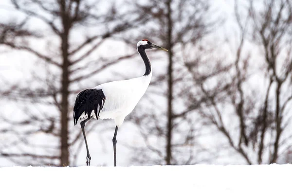 Der Rotgekrönte Kranich Tsurui Ito Tancho Kranich Senctuary Von Hokkaido — Stockfoto