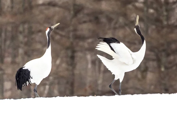 Der Rotgekrönte Kranich Tsurui Ito Tancho Kranich Senctuary Von Hokkaido — Stockfoto