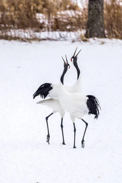 Der Rotgekrönte Kranich Tsurui Ito Tancho Kranich Senctuary Von Hokkaido — Stockfoto