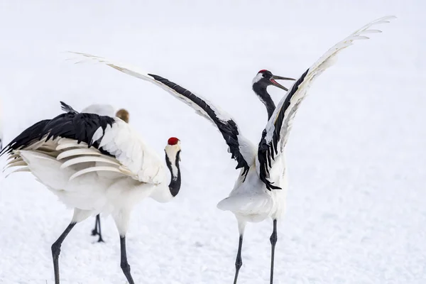 Red Crowned Crane Tsurui Ito Tancho Crane Senctuary Hokkaido Japan — Stock Photo, Image