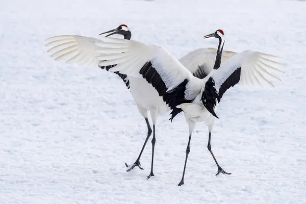 Der Rotgekrönte Kranich Tsurui Ito Tancho Kranich Senctuary Von Hokkaido — Stockfoto