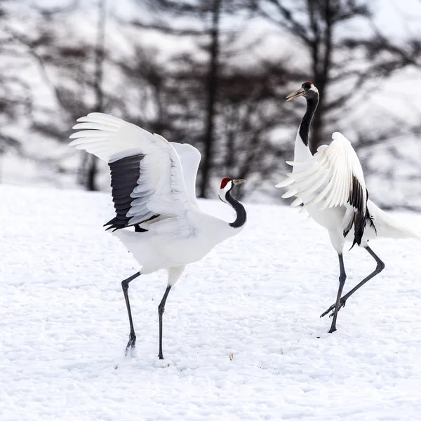 Der Rotgekrönte Kranich Tsurui Ito Tancho Kranich Senctuary Von Hokkaido — Stockfoto