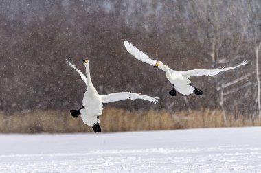 Tsurui Ito 'daki Kuğu Hokkaido, Japonya' daki Tancho Crane Sığınağı.