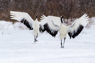 Japonya, Hokkaido 'nun Tsurui Ito Tancho Crane Senctuary' deki kırmızı taçlı turna..