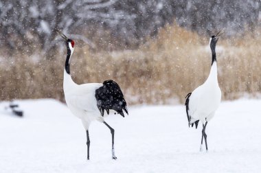 Japonya, Hokkaido 'nun Tsurui Ito Tancho Crane Senctuary' deki kırmızı taçlı turna..