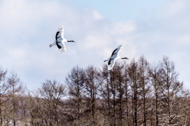 Japonya, Hokkaido 'nun Tsurui Ito Tancho Crane Senctuary' deki kırmızı taçlı turna..