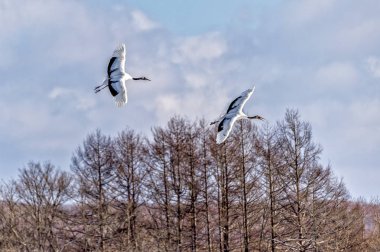 Japonya, Hokkaido 'nun Tsurui Ito Tancho Crane Senctuary' deki kırmızı taçlı turna..