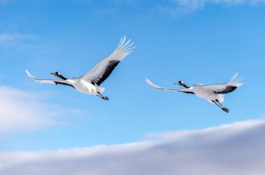 Japonya, Hokkaido 'nun Tsurui Ito Tancho Crane Senctuary' deki kırmızı taçlı turna..