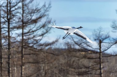 Japonya, Hokkaido 'nun Tsurui Ito Tancho Crane Senctuary' deki kırmızı taçlı turna..
