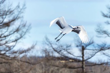 Japonya, Hokkaido 'nun Tsurui Ito Tancho Crane Senctuary' deki kırmızı taçlı turna..