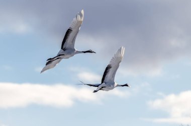 Japonya, Hokkaido 'nun Tsurui Ito Tancho Crane Senctuary' deki kırmızı taçlı turna..