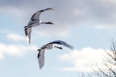 Japonya, Hokkaido 'nun Tsurui Ito Tancho Crane Senctuary' deki kırmızı taçlı turna..