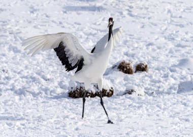 Japonya, Hokkaido 'nun Tsurui Ito Tancho Crane Senctuary' deki kırmızı taçlı turna..