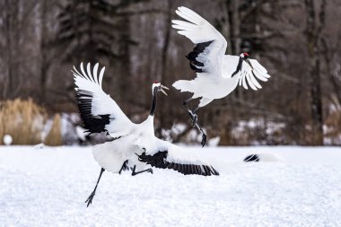 Japonya, Hokkaido 'nun Tsurui Ito Tancho Crane Senctuary' deki kırmızı taçlı turna..