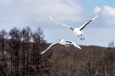 Japonya, Hokkaido 'nun Tsurui Ito Tancho Crane Senctuary' deki kırmızı taçlı turna..