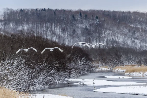 Grue Couronne Rouge Tsurui Ito Tancho Crane Senctuary Hokkaido Japon — Photo