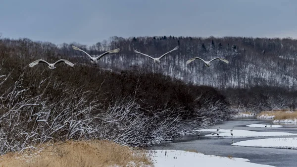 Grue Couronne Rouge Tsurui Ito Tancho Crane Senctuary Hokkaido Japon — Photo