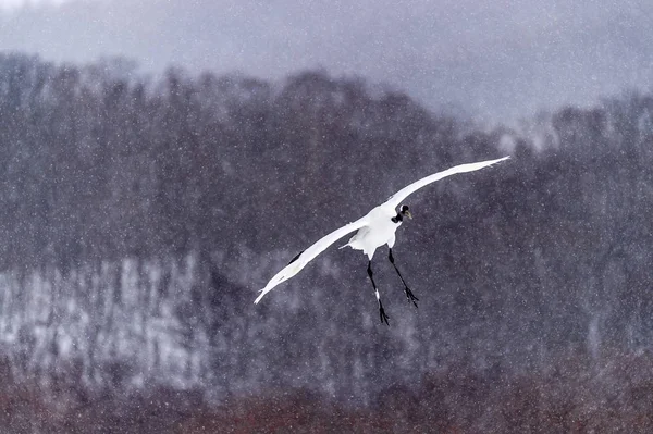 Japonya Hokkaido Nun Tsurui Ito Tancho Crane Senctuary Deki Kırmızı — Stok fotoğraf
