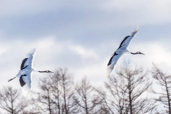 Guindaste Coroa Vermelha Tsurui Ito Tancho Crane Senctuary Hokkaido Japão — Fotografia de Stock